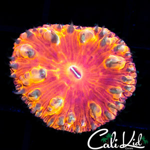 Indo Bubble Blasto