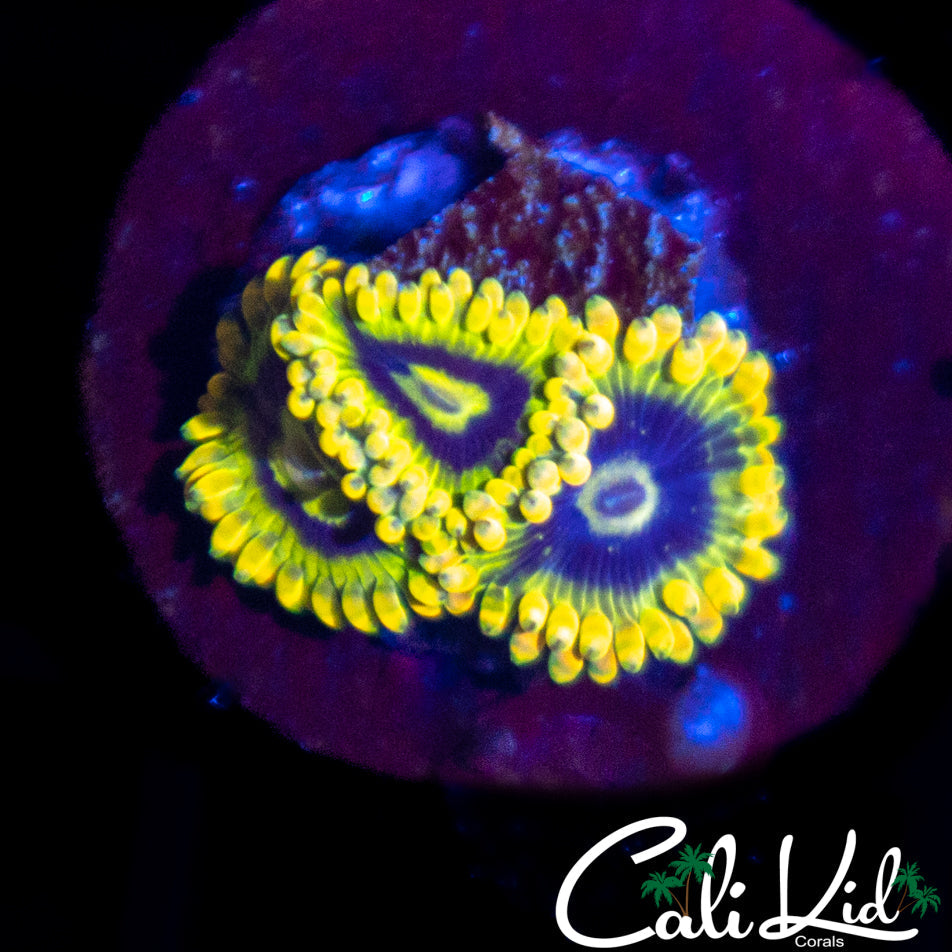 Yoda Zoa Triple