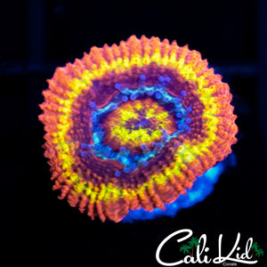 Black Hole Sun Acan
