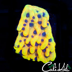 CK Peyote Dreams Monti
