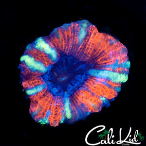 White Stripe Asian Acan