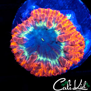 Indo Tri Color Blasto