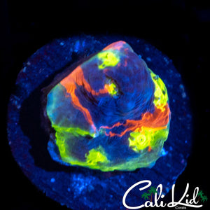 Insane Rainbow Chalice