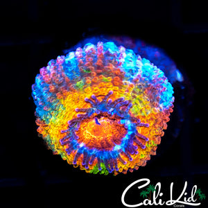 BSA Electra Acan