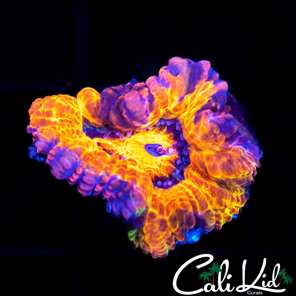 Ultra Rainbow Acan