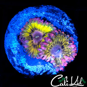 Chiquita Zoa Double