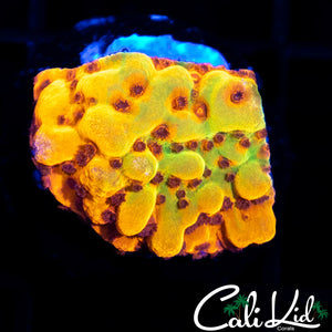 CK Bubonic Monti