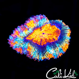 Ultra Rainbow Rim Acan