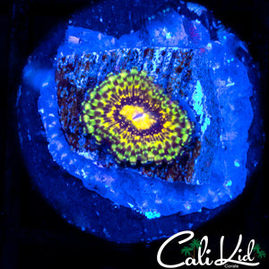 Mystery Zoa