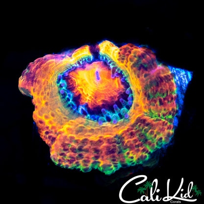CK Merkules 2.0 Acan