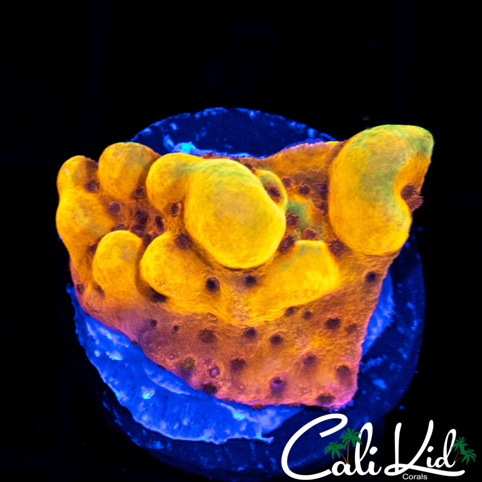 CK Bubonic Monti