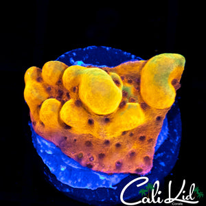 CK Bubonic Monti