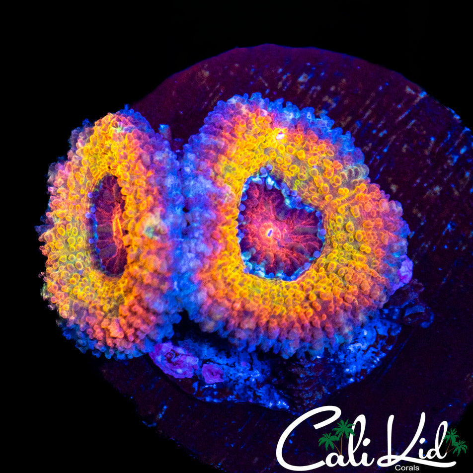 Insane Rainbow Acan Double
