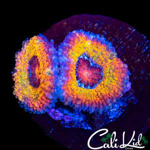 Insane Rainbow Acan Double