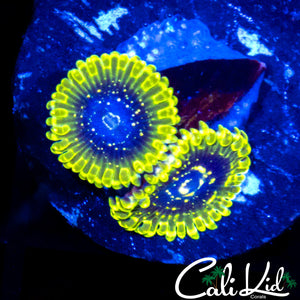 Exosphere Double