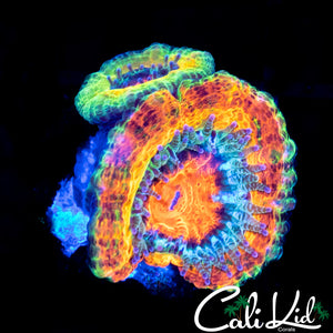 CK Merkules 2.0 Acan Double