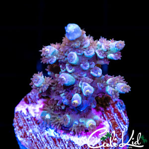 Fuzzy Tort Acro
