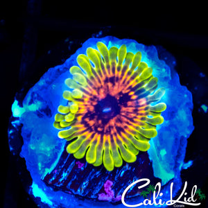 Hallucination Zoa
