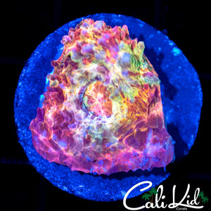 Rainbow Swirl Chalice