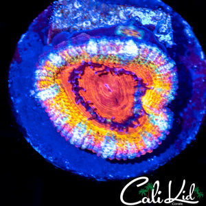 XXL Rainbow Acan Lord