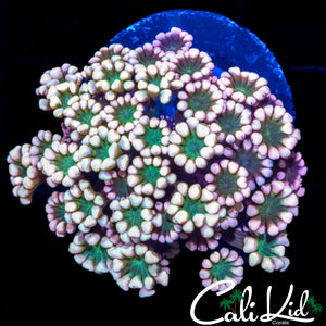 Beautiful Bi Color Alvy