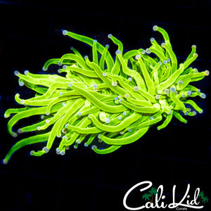 Large Head Cotton Candy Torch