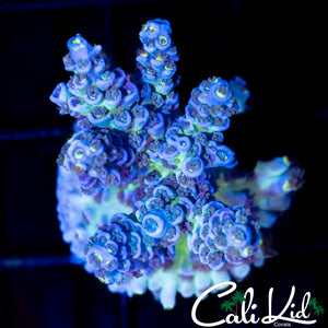 Ultimate Rainbow Tenius Chunk