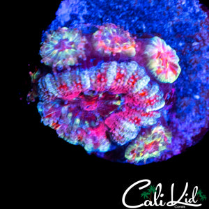PINK RING ACAN W/ BABIES