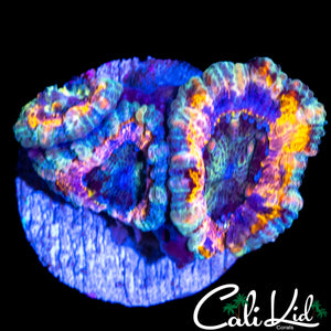 CK SHAPE SHIFTER ACAN TRIPLE