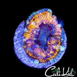 CK SHAPE SHIFTER ACAN