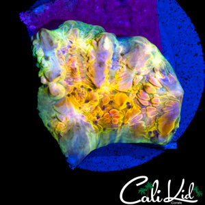 CK RAINBOW BOUNCE CHALICE