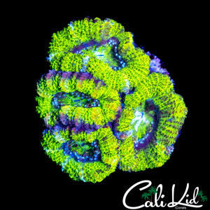 RARE PATTERN ACAN QUAD