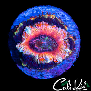 PEPPERMINT ACAN W/ BABIES