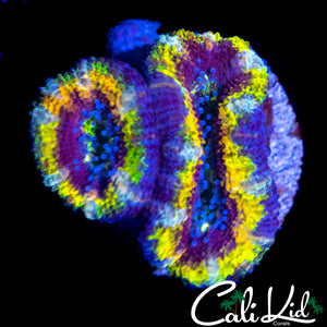 INSANE RAINBOW ACAN DOUBLE