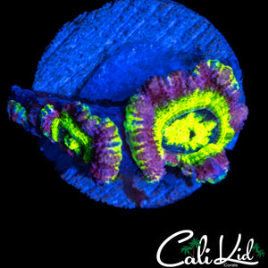 RARE ASIAN ACAN TRIPLE