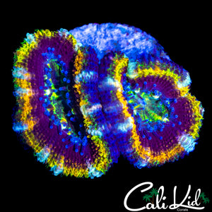 INSANE RAINBOW ACAN DOUBLE
