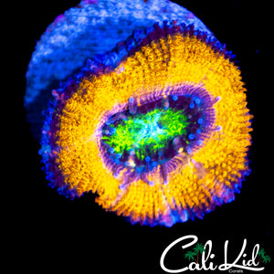 CK MELLO YELLO ACAN