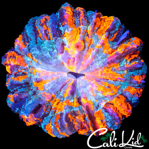 ULTIMATE 4 COLOR ACANTHO
