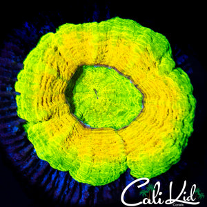 RARE TRUE YELLOW SCOLY (REHABILITATED)
