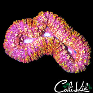 TRI MOUTH GOLD DUST LOBO