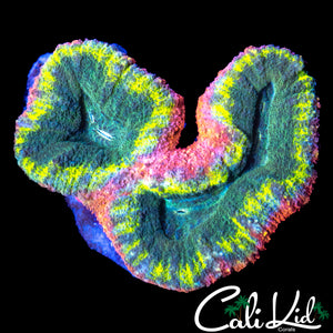 RAINBOW RING LOBO DOUBLE