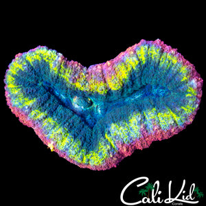 RAINBOW RING LOBO