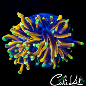 AQUACULTURED GOLD TIP TORCH