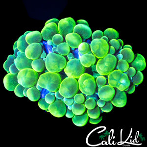 JOLLY GREEN GIANT BUBBLE