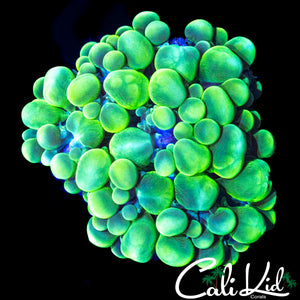 JOLLY GREEN GIANT BUBBLE