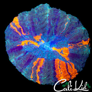 RARE TEAL ACANTHO