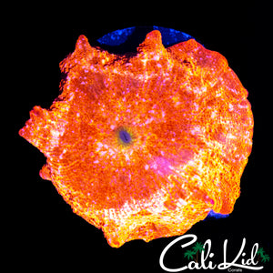 RARE SUN GOD TYPE DISCO SHROOM