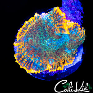 RAINBOW RIM RHODACTIS