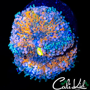 BEAUTIFUL RAINBOW RICORDIA
