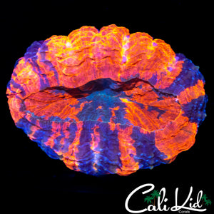 TRI COLOR MINI ACANTHO